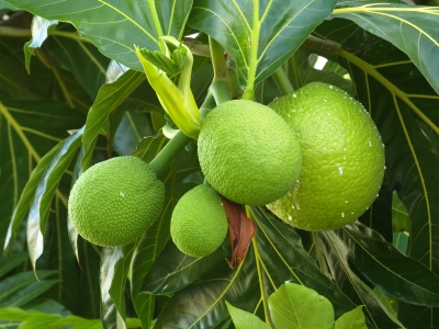 Breadfruit, Food from Jamaica