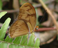 https://www.jamaica-reggae-music-vacation.com/Attractions-In-Negril-Jamaica.html, Butterfly at Royal Palm Reserve, Negri, Jamaica