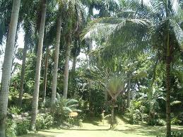 Coyaba River Garden and Museum, Cultural Attractions in Jamaica