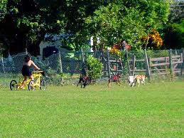 Dogsledding, Jamaica,  https://www.jamaica-reggae-music-vacation.com/Ocho-Rios-Tours.html