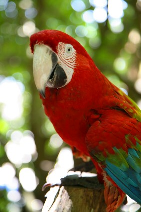 black-billed parrot, https://www.jamaica-reggae-music-vacation.com/Jamaica-Wildlife.html