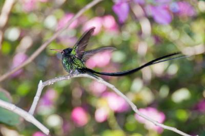 Humming Bird