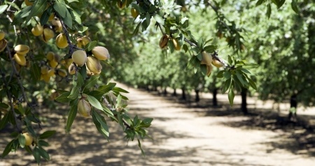 https://www.jamaica-reggae-music-vacation.com/Jamaica-Outdoor-Activities.html, Almond Tree Grove, Jamaica Outdoor Activity