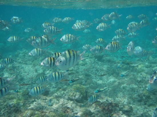 Snorkeling in Jamaica, https://www.jamaica-reggae-music-vacation.com/Scuba-Diving-In-Montego-Bay.html