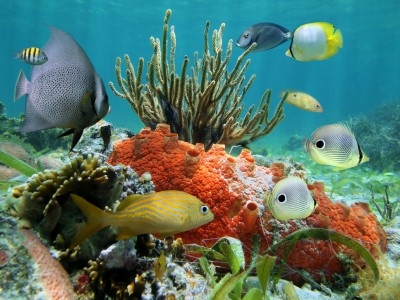 Montego Bay - Coral reef