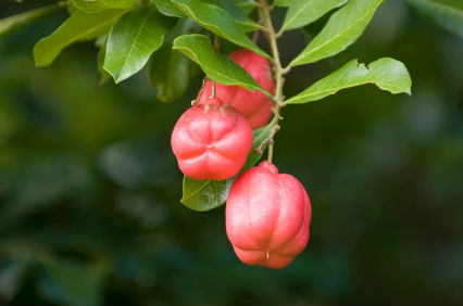 Ackee tree, Jamaica's national dish