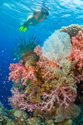 Snorkling in Jamaica, https://www.jamaica-reggae-music-vacation.com/Runaway-Bay-Jamaica-Activities.html