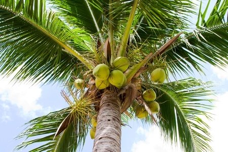 https://www.jamaica-reggae-music-vacation.com/Jamaica-Outdoor-Activities.html, Coconut Tree, Jamaica
