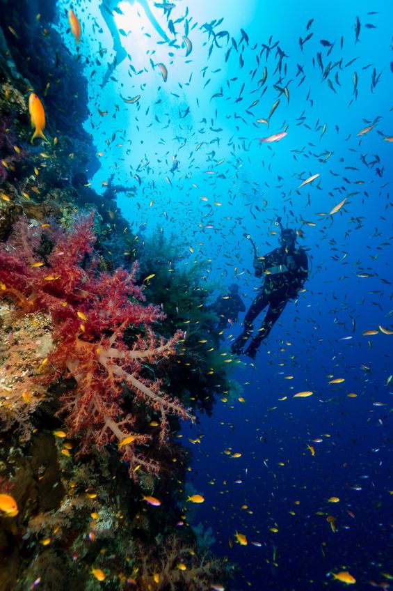 Scuba Diving in Montego Bay, Jamaica https://www.jamaica-reggae-music-vacation.com/Scuba-Diving-In-Montego-Bay.html